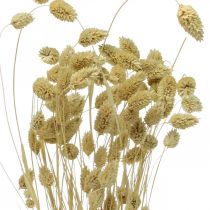 Článok Sušený kvet Phalaris, trs ozdobnej trávy, suchá floristika, boho príroda, bielené L55cm 100g