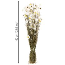 položky Sušené kvety Acroclinium, biele kvety, sušený kvetinový aranžmán, 60 cm, 80 g