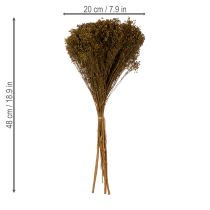 položky Sušené kvety Broom Bloom olivovozelené 160g 48cm
