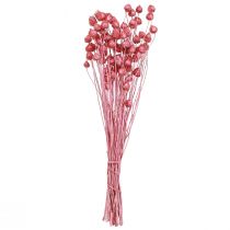 položky Sušené kvety ružový suchý bodliak jahodový bodliak farbený 50cm 100g