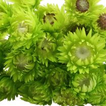 položky Sušené kvety Deco Cap Flowers Slamené kvety farebné V42cm