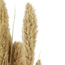 položky Sušené kvety, dekorácia z prosa, Setaria (líščie proso), 60g