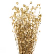 položky Sušené kvety prírodný suchý bodliak jahodový bodliak 60cm 100g