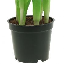 položky Umelé kvety v kvetináči Umelé tulipány ružovo žlté 22,5 cm