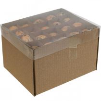 položky Prepeličie vajíčka dekorácia vyfúknuté vajíčka oranžová marhuľa 3cm 50 ks