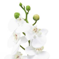 položky Biela umelá orchidea Phalaenopsis Real Touch 32 cm