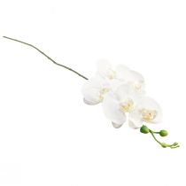 položky Umelá orchidea Phalaenopsis Real Touch, výška 83 cm
