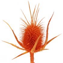 položky Divoké Teasels Pomarančový Teasel Bodliak sušená Dekorácia 1kg