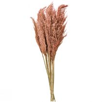 Článok Dekorácia z trstiny - sušené marhule 75 cm, 10 ks, boho pampasová tráva