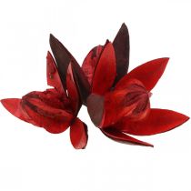 Divoká ľalia červená prírodná dekorácia sušené kvety 6-8cm 50ks