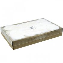 položky Bielené skeletové listy Vŕbové listy skeletonizované 8-10cm 300 ks