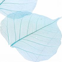 položky Vŕbové listy, prírodné vŕbové listy, sušené listy skeletonizované tyrkysovo modré 200ks