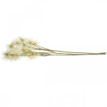 položky Xanthium umelý kvet krémová jesenná dekorácia 6 kvetov 80cm 3ks