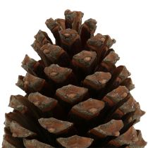položky Šišky Pinus Maritima 10cm - 15cm prírodné 3 kusy