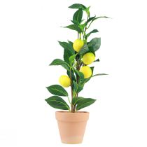 položky Umelá rastlina citrónovníka v kvetináči 42 cm