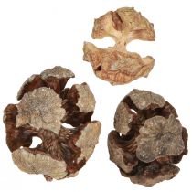 položky Cyprusové šišky ozdobné prírodné cyprusové šišky 2-4cm 250g