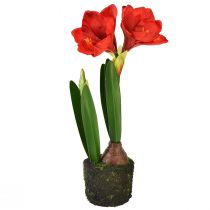 položky Amarylis v umelých machových guličkách - žiarivo červené kvety, 49 cm - elegantná a prírodná dekorácia do izby