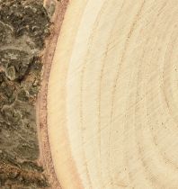 položky Disk stromček Paulownia zvonček strom prírodný Ø12-14cm 6 ks