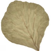 položky Listy kobry sušené zelené prírodné 15cm–17cm 50 ks