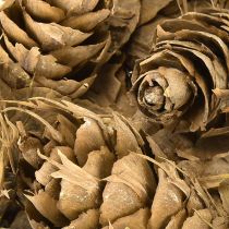 položky Douglasove šišky 1,3 kg