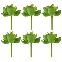 položky Echeveria Umelé sukulenty zelené Ø7cm 6 ks