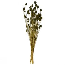 Článok Dekorácia zo sušeného jahodového bodliaka, olivovozelená, Ø1–2cm, D55cm, 100g