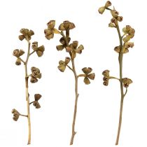 položky Eukalyptové konáre prírodný dekoratívny exotický eukalyptus 20-30cm 25 ks