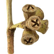 položky Eukalyptové konáre prírodný dekoratívny exotický eukalyptus 20-30cm 25 ks