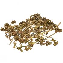 položky Eukalyptové konáre prírodný dekoratívny exotický eukalyptus 20-30cm 25 ks