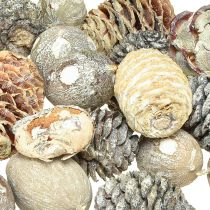 položky Exotické šišky Leucodendron biele prané 3-4cm 450g