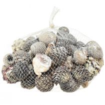 položky Exotické šišky Leucodendron biele prané 3-4cm 450g