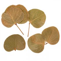 položky Dekorácia zo sušených listov Moneta suché floristika príroda 200g