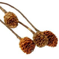 položky Sušené kvety Glabrum Leucospermum 25-40cm 25 ks