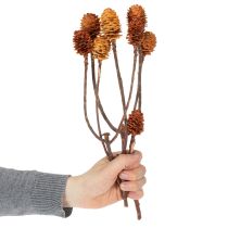 položky Sušené kvety Glabrum Leucospermum 25-40cm 25 ks