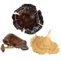 položky Huby Kalix prírodné lakované 100 ks