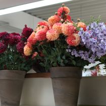 položky Umelé georgíny v broskyňovo-ružovej Ø10cm D80cm 2 ks