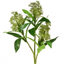 položky Umelé kvety zelené Skimmia japonica Skimmie 45cm 2ks