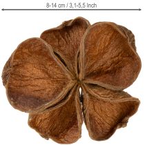 položky Landlotus Nature 50 ks