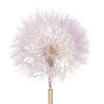 položky Dekoratívne sušené kvety z obrovskej púpavy pre moderný interiérový dizajn 12 cm 4 ks