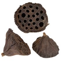 položky Piest Lotus stredný 100 ks prírodný