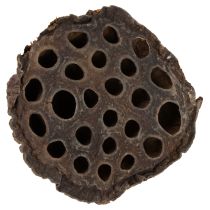 položky Piest Lotus stredný 100 ks prírodný