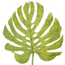 položky Dekoratívne listy monstery pre boho a mestskú džungľu