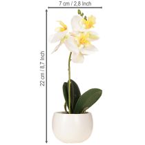 položky Umelé orchidey v kvetináči biele mini orchidey Ø7cm V22cm