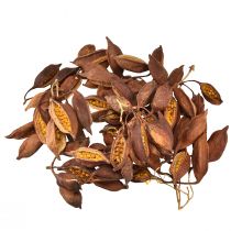 položky Suchá dekorácia Brachyciton prírodný fľaškový stromček 5-10cm 1kg