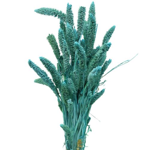 Sušené kvety, Setaria Pumila, proso modré 65cm 200g