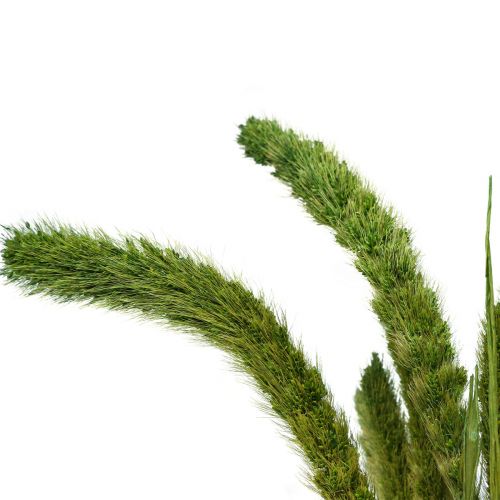 položky Sušené kvety, Setaria Pumila, štetinové proso zelené 75 cm 170 g