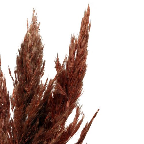 položky Pampas grass deco sušená červenohnedá suchá floristika 70cm 6ks