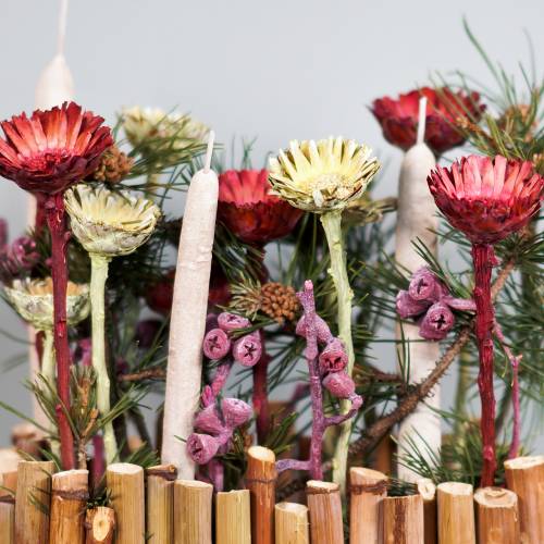 položky Compacta rozeta červená 40 ks