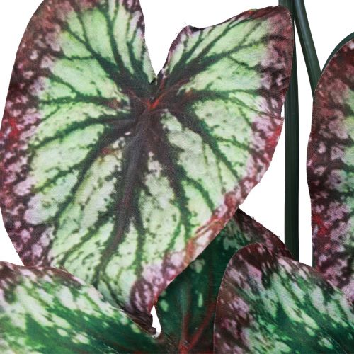 položky Begónie Umelé rastliny Listové Begónie Zelenofialové 62cm