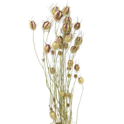 položky Nigella sušený kvet Jungfer im Grünen suché kvetinárstvo 24-45cm 20g